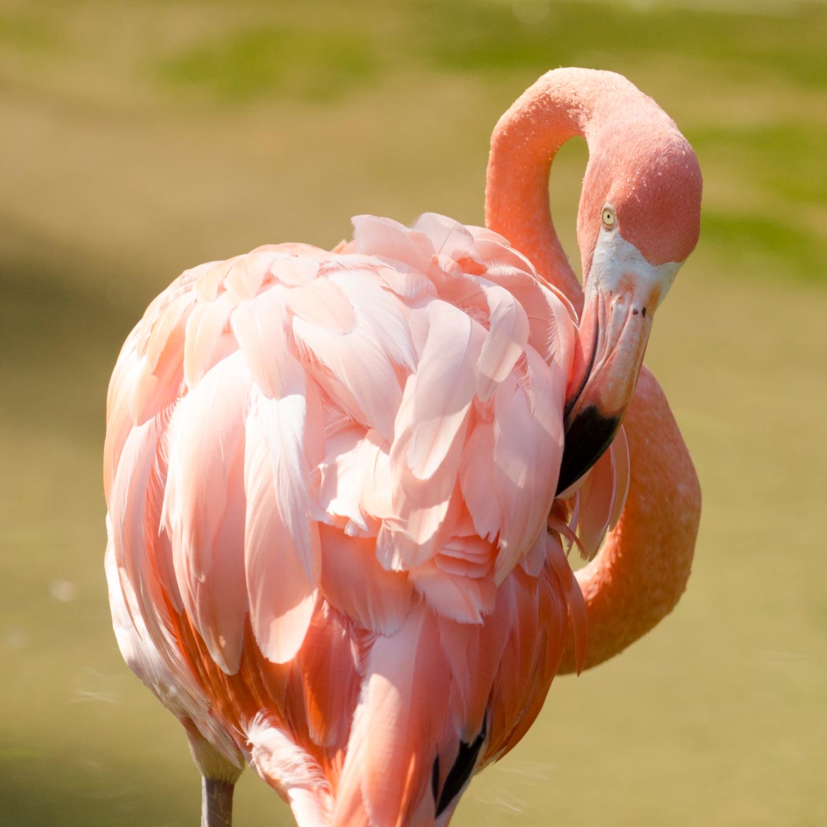 Pink flamingos in the Nashville Zoo enclosure